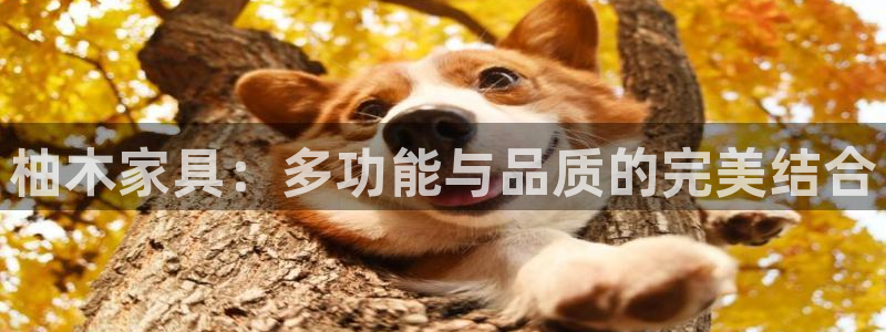 安信12平台
